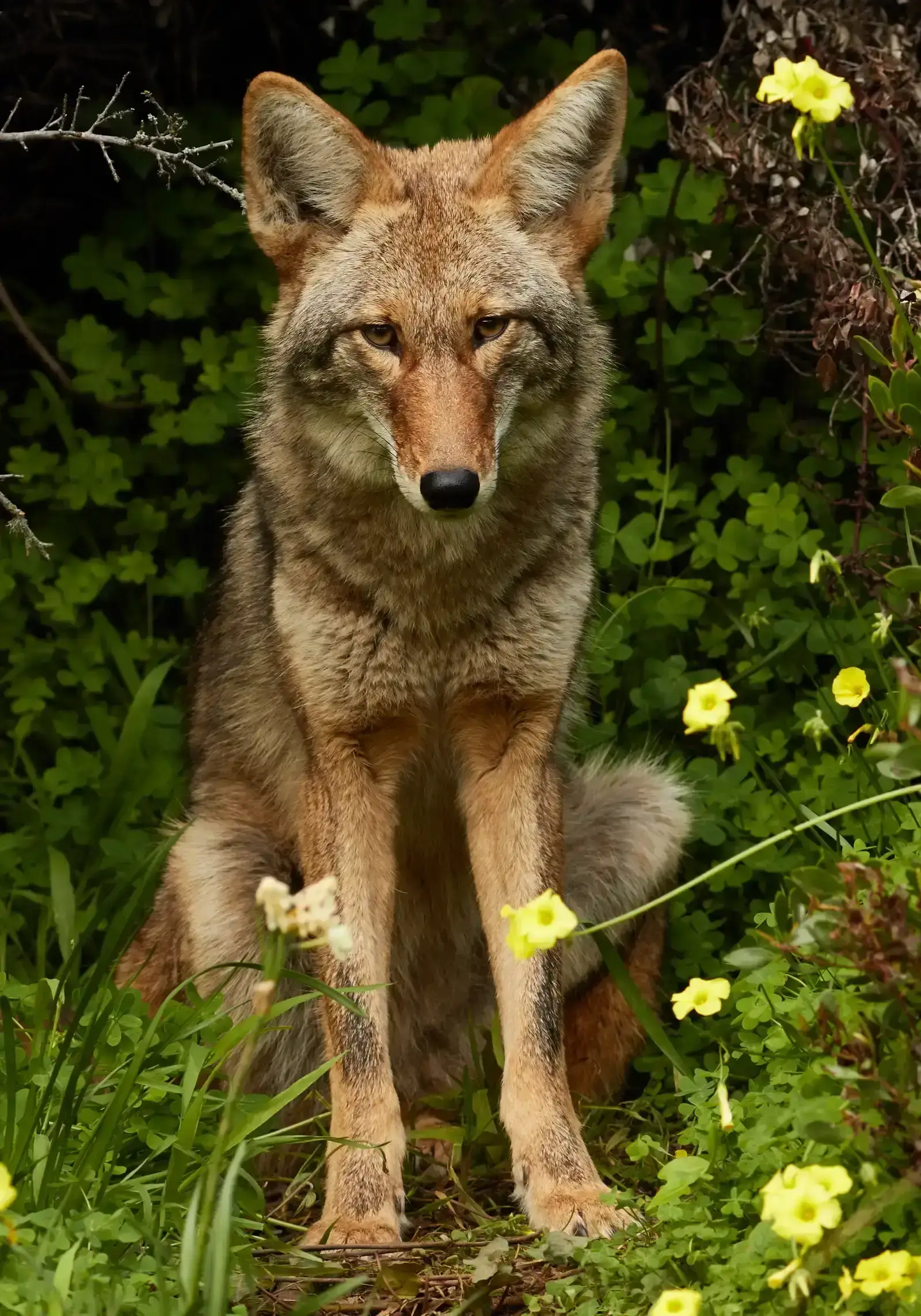 Coyotes: Wary Opportunists (Image Credits: Wikimedia)