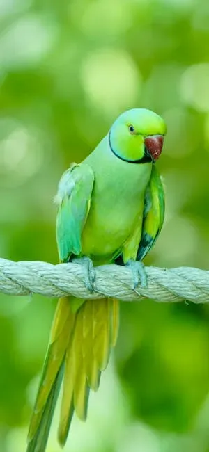 3. Birds - Cheerful Company Without the Physical Demands (Image Credits: Pexels)