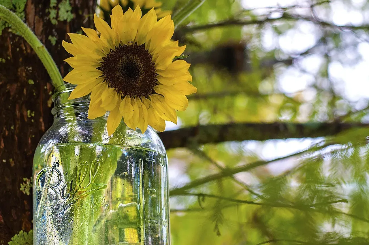 A simple vase for cut flowers (Image Credits: Pixabay)