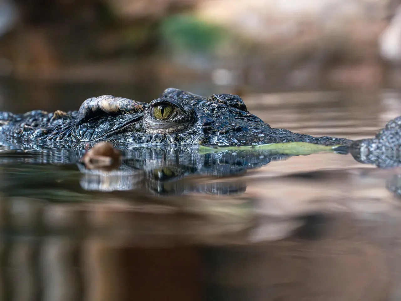 5. Crocodiles - Genuinely Dangerous, But Nowhere Near the Hollywood Monster (Image Credits: Pixabay)