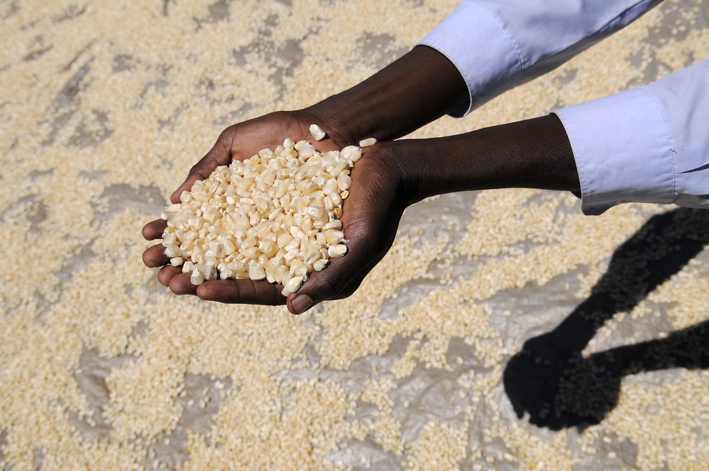 African Countries Diversifying Grain Sources (Image Credits: Flickr)