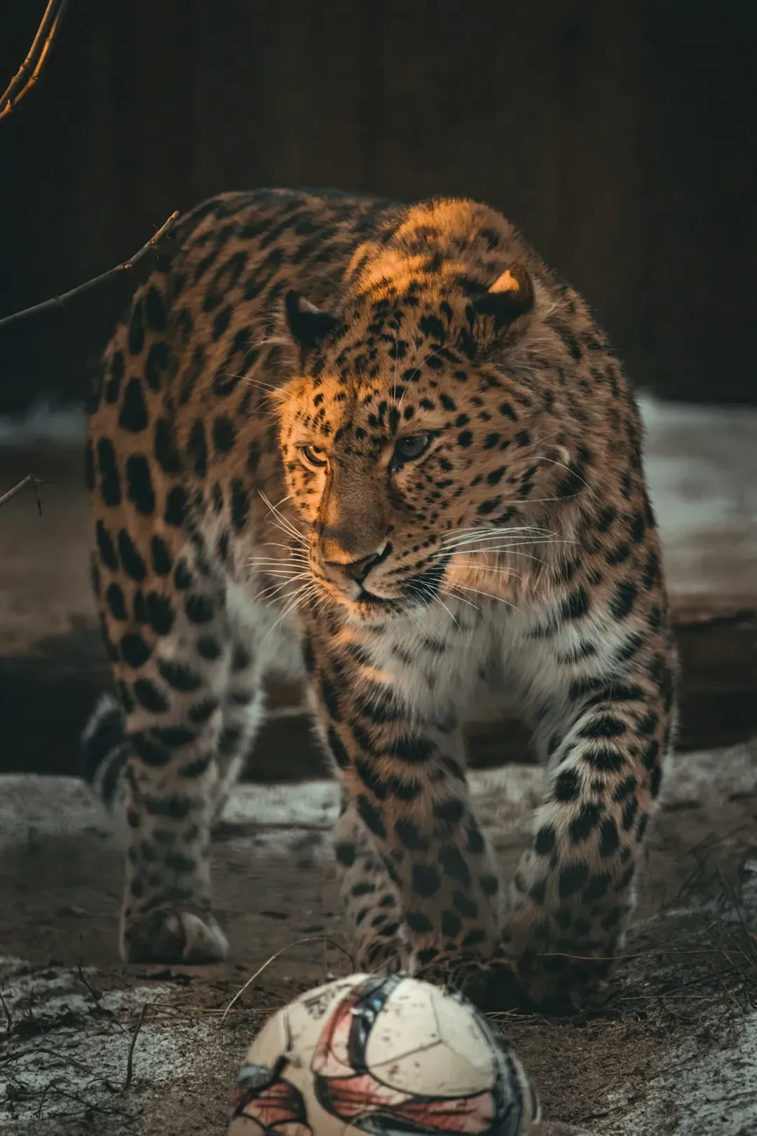 Large Carnivores (Image Credits: Unsplash)