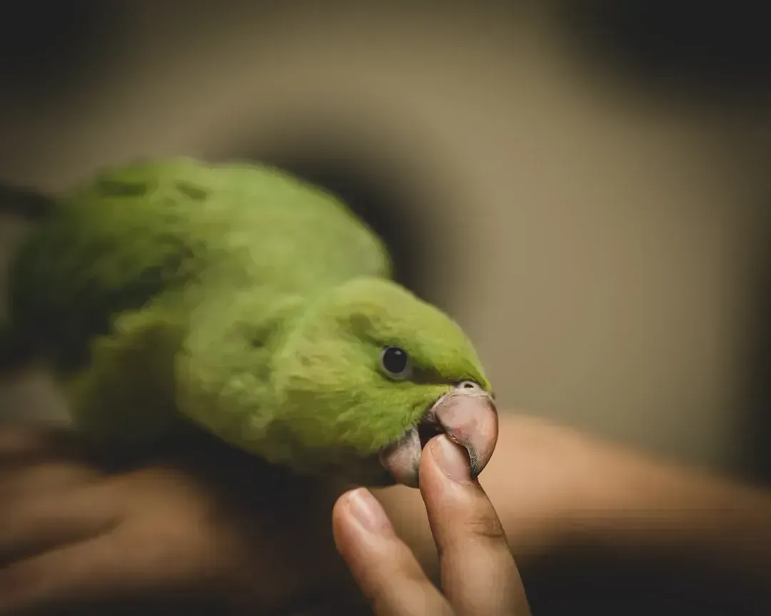3. Birds - Mentally Stimulating and Surprisingly Social (Image Credits: Unsplash)