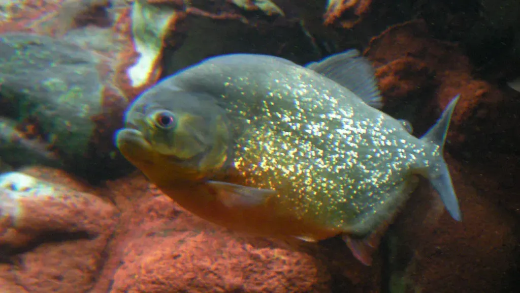 4. Piranhas - The Fish That Terrified a President (And the Rest of Us) (Infermon, Flickr, CC BY-SA 2.0)