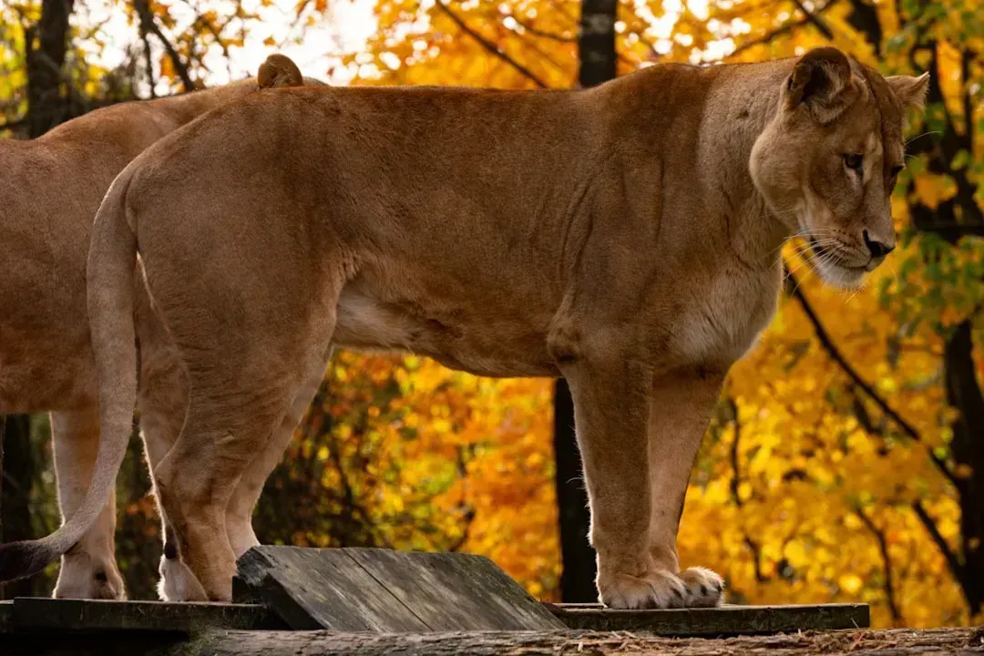Suburban Phantom on the Prowl (Image Credits: Unsplash)