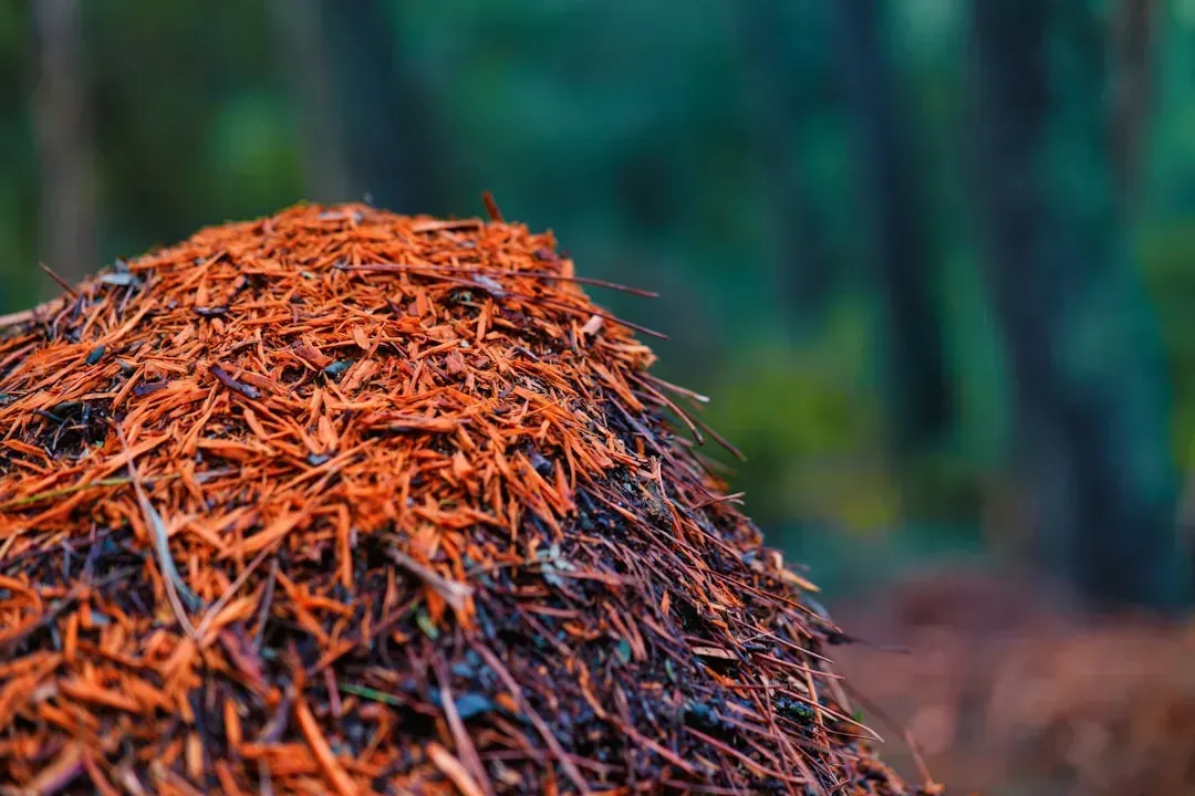 Dyed Mulch and Plastic Edging (Image Credits: Unsplash)