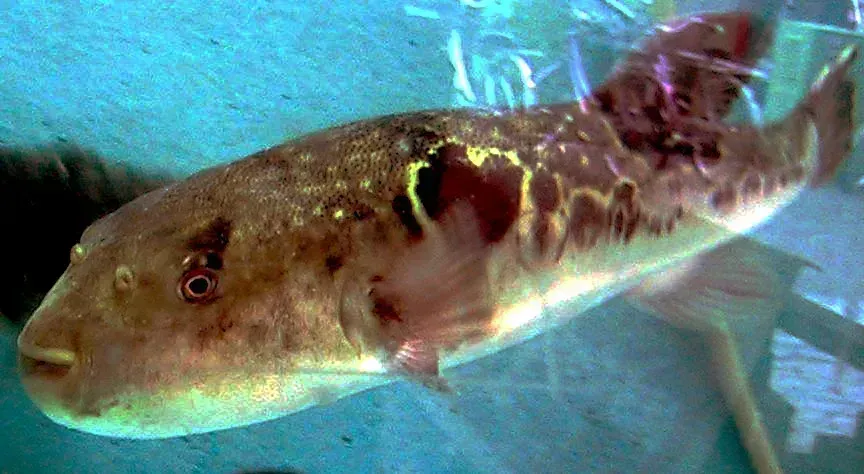 The Banned Delicacy Within a Delicacy (Image Credits: Wikimedia)
