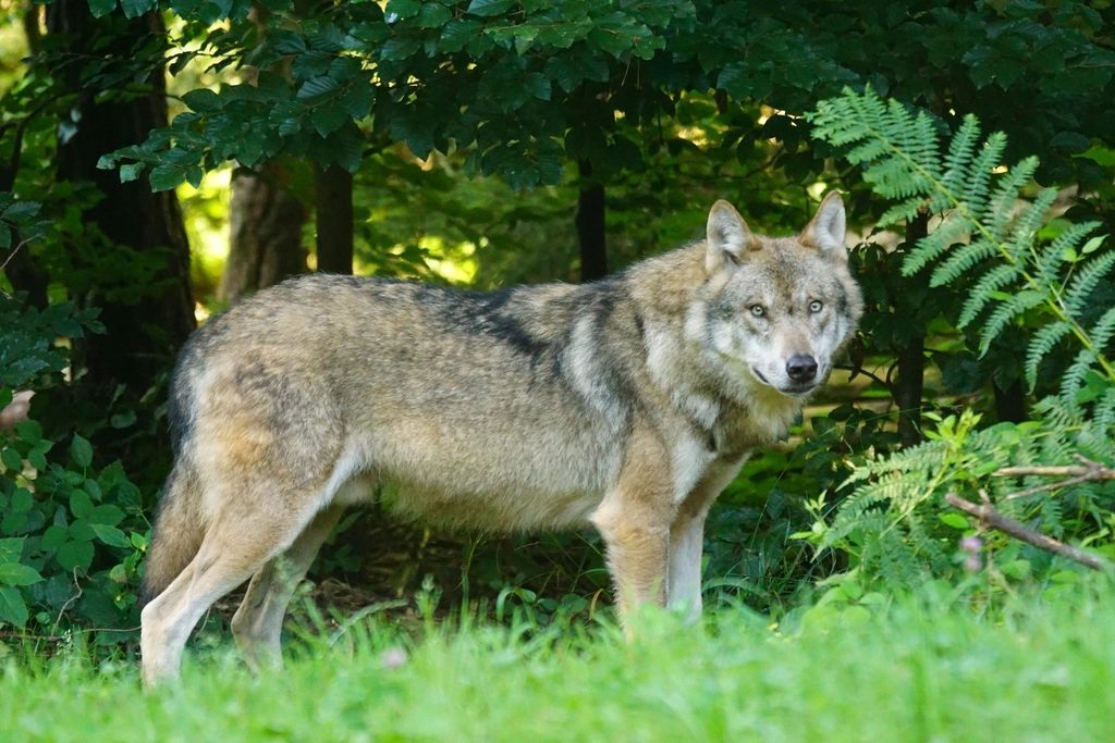 Wolves: The Big Bad Myth (Image Credits: Rawpixel)