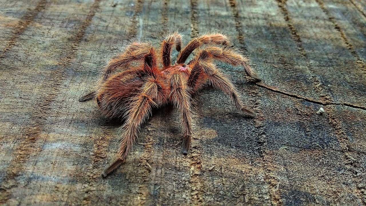 Tarantulas: Eight Legs, Zero Interest in You (Image Credits: Pixabay)