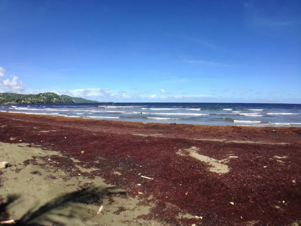 The Sargassum Nightmare That Won't End (Image Credits: Flickr)