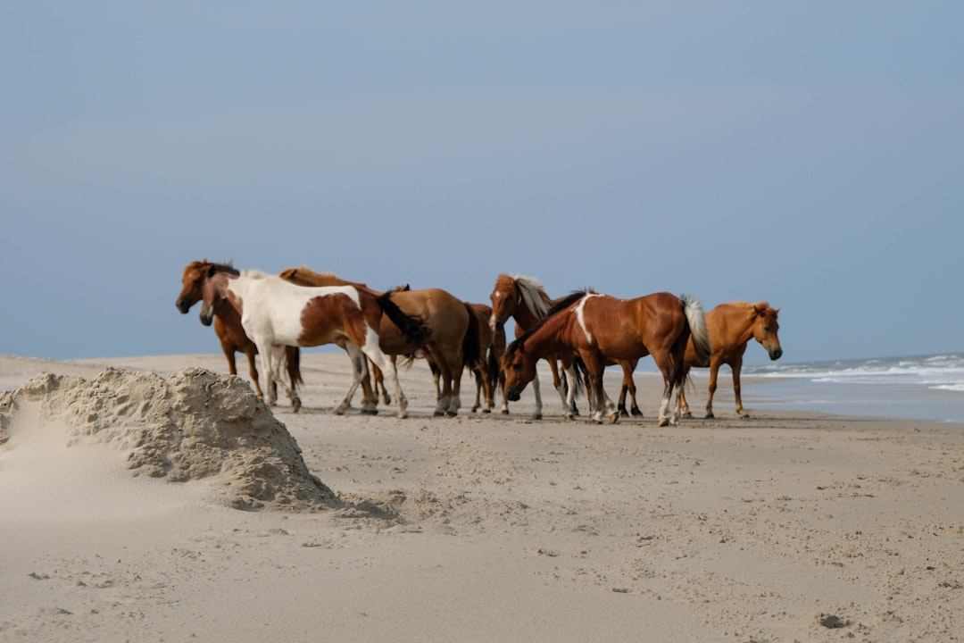 Chincoteague, Virginia: Where Wild Ponies Meet Endless Tranquility (Image Credits: Unsplash)