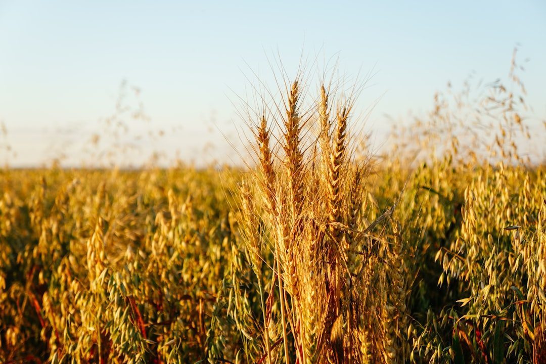 Russia Dominates the World Wheat Market (Image Credits: Unsplash)