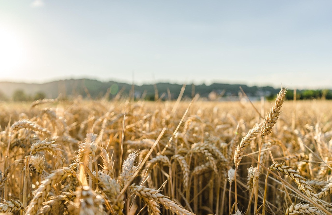 Turkey's Massive Wheat Spending Despite Recent Declines (Image Credits: Pixabay)