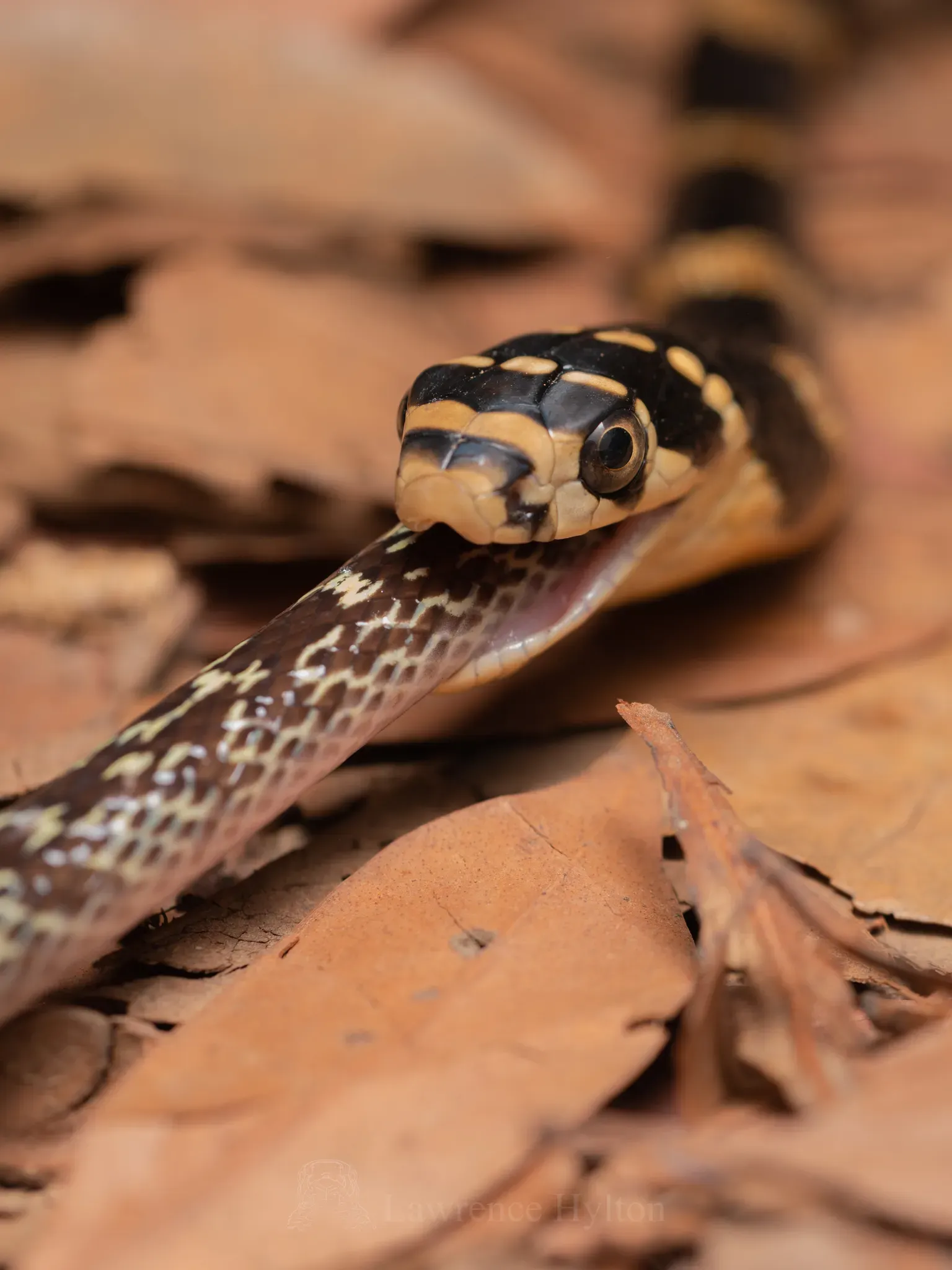 An Exclusive Snake-Eating Diet (Image Credits: Wikimedia)