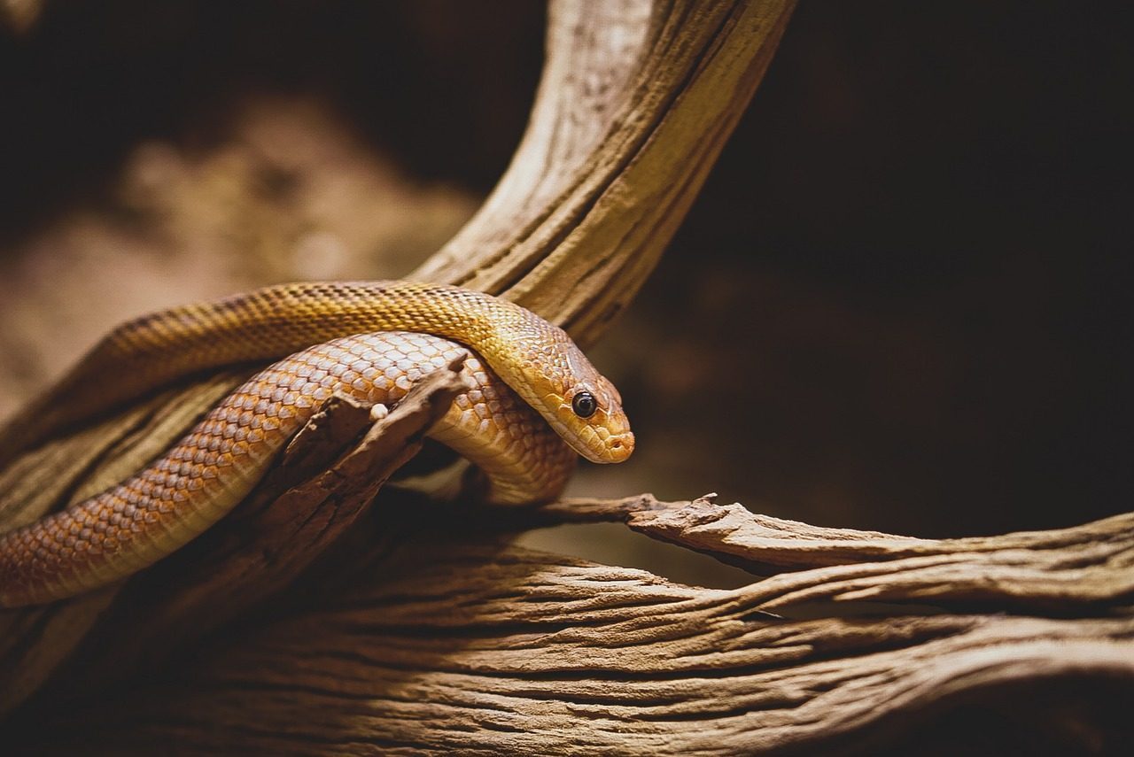 4. Venomous Snakes (Image Credits: Pixabay)