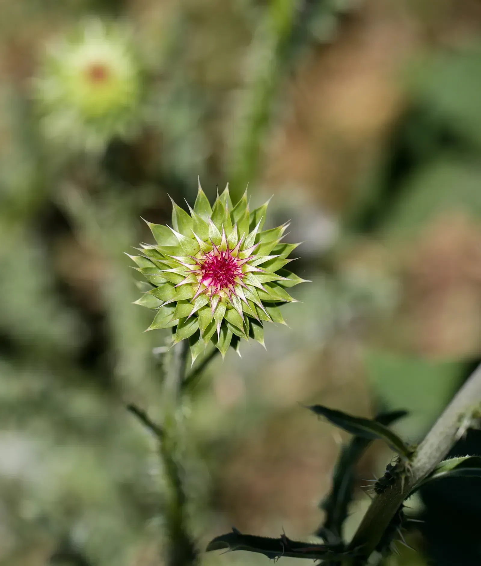 Certain Invasive Plant Species (Image Credits: Wikimedia)