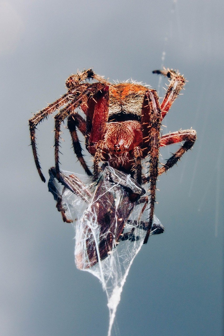 Peter the Great's Overwhelming Fear of Insects (Image Credits: Pixabay)