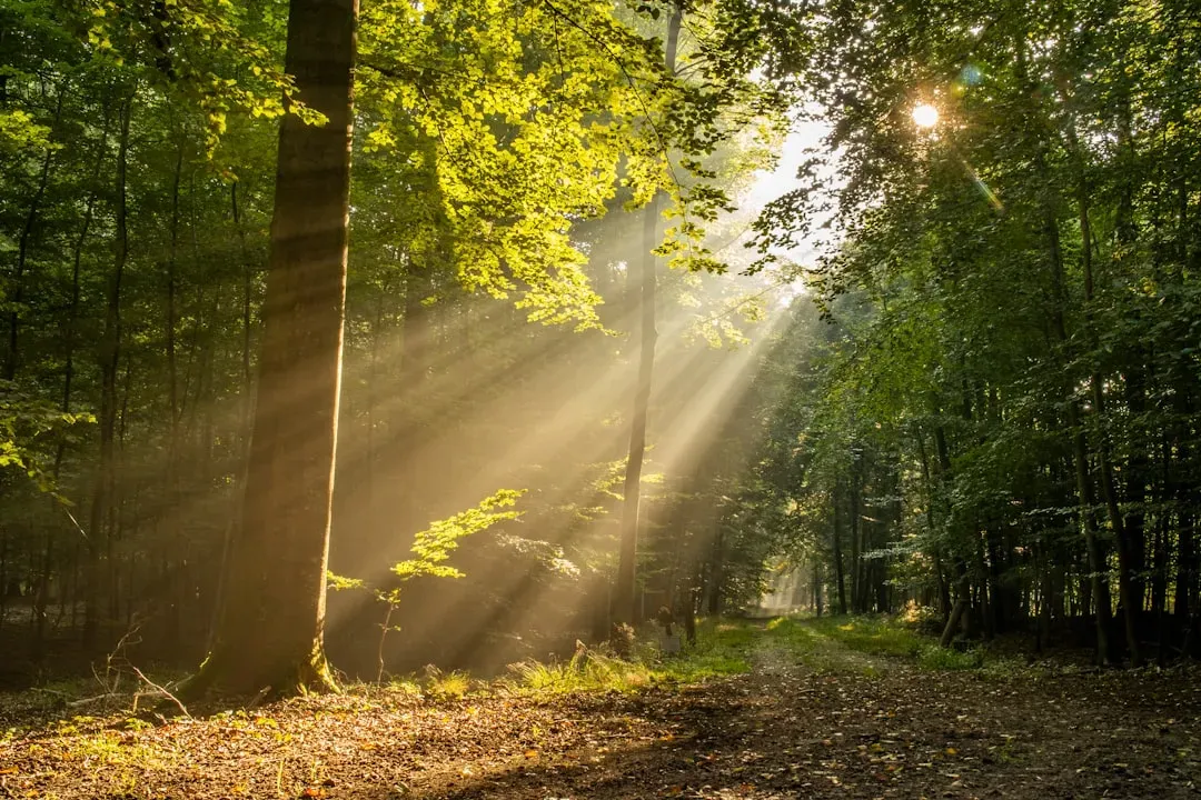 Getting morning light within the first hour (Image Credits: Unsplash)