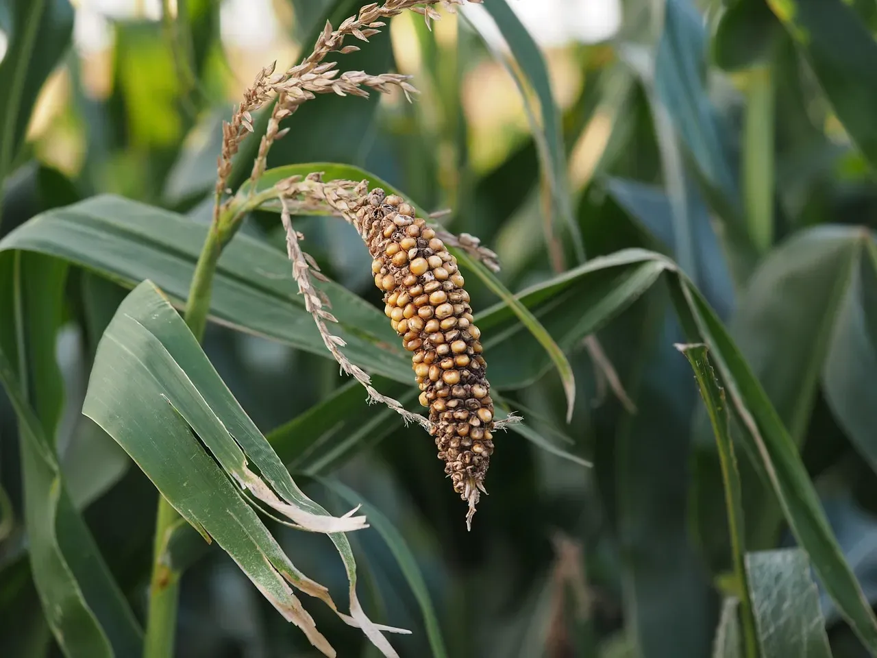 Heat, Drought, and the Corn Yield Squeeze (Image Credits: Pixabay)