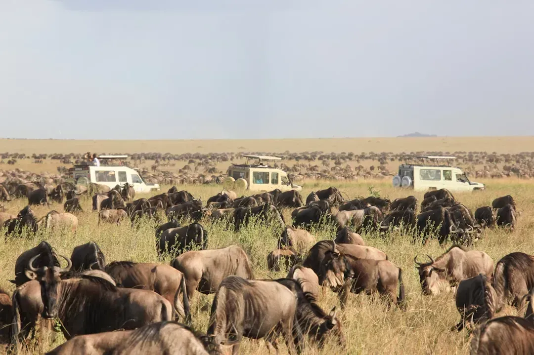 3. Tanzania: Safari Royalty on a Budget (Image Credits: Unsplash)