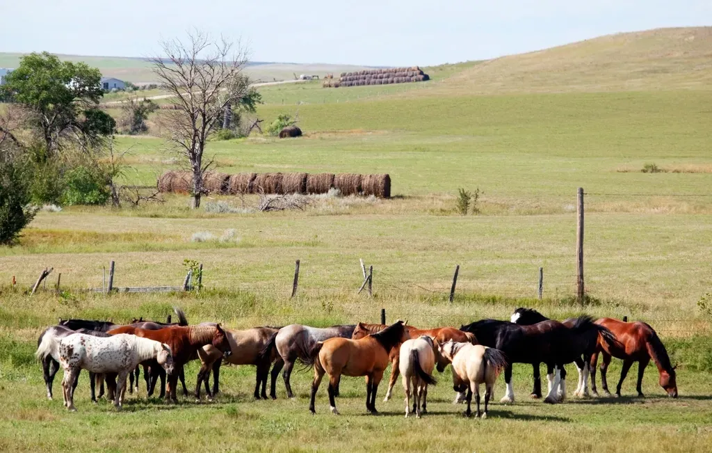South Dakota: The Dark Horse Candidate (Image Credits: Rawpixel)