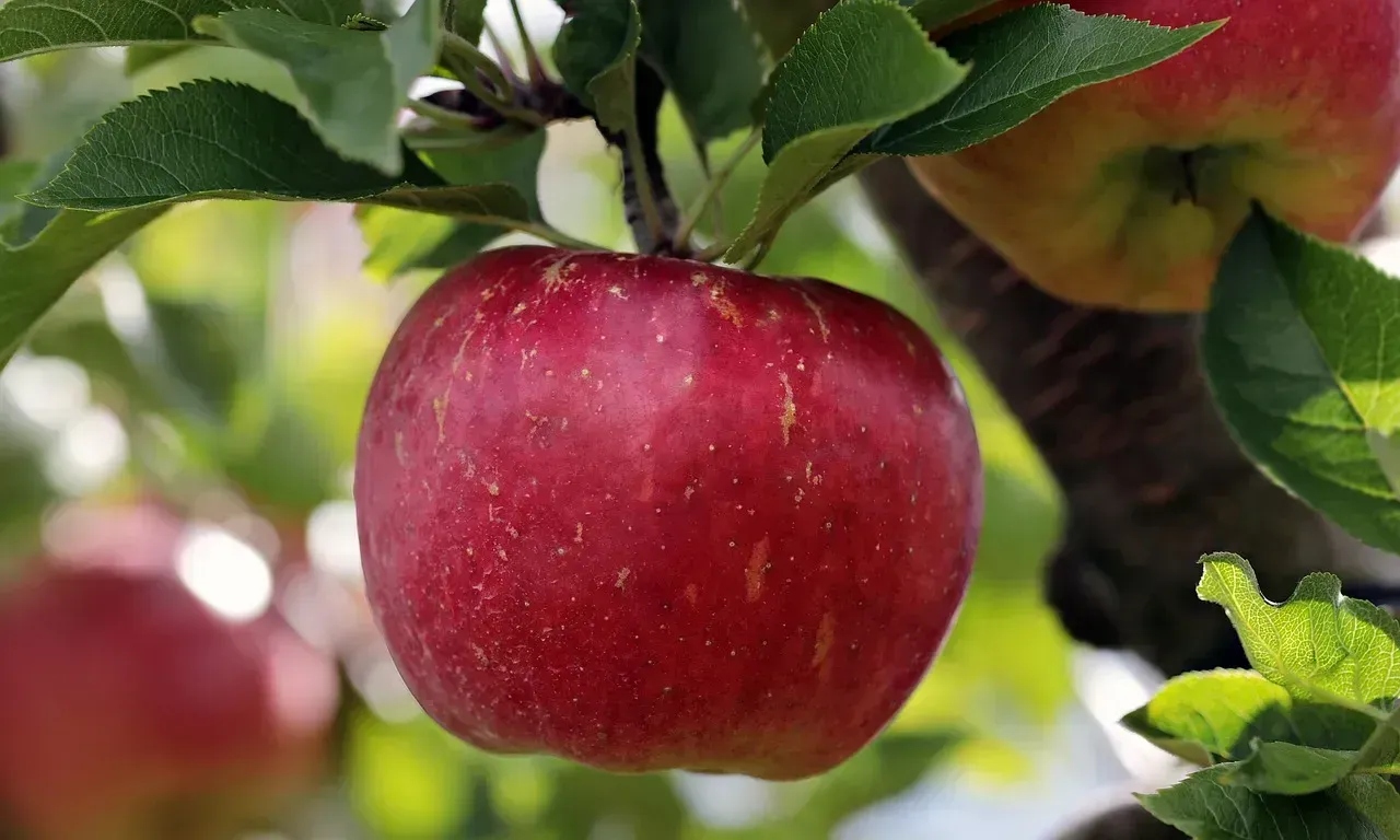 Apples and the Gut Microbiome Revolution (Image Credits: Pixabay)