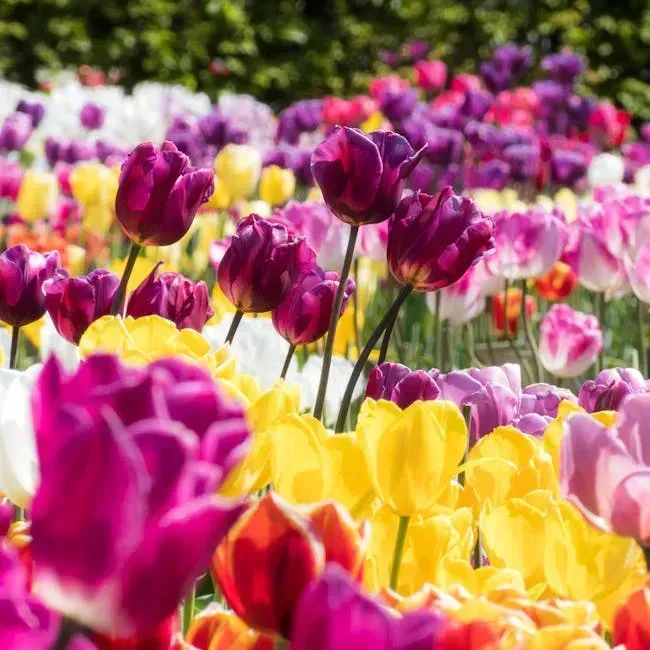 4. A Burst of Colour From Flowers, Gardens, and Outdoor Markets (Image Credits: Pexels)
