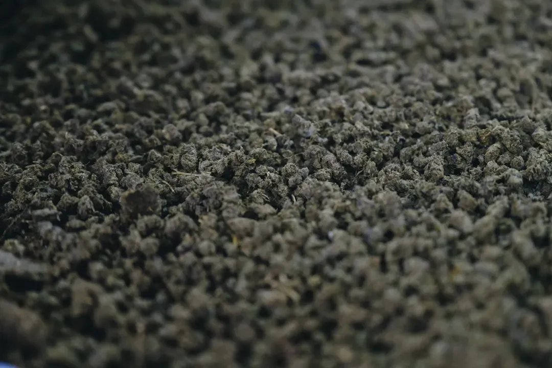Filthy Carpets Harbor Bacteria and Allergens (Image Credits: Unsplash)