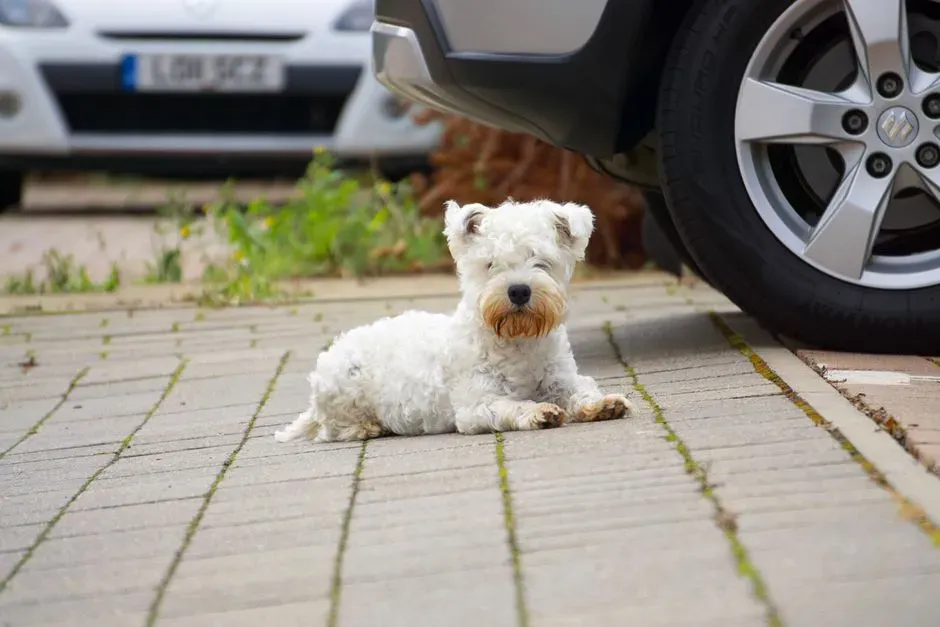 Never leave a dog alone in a parked car (Image Credits: Pexels)