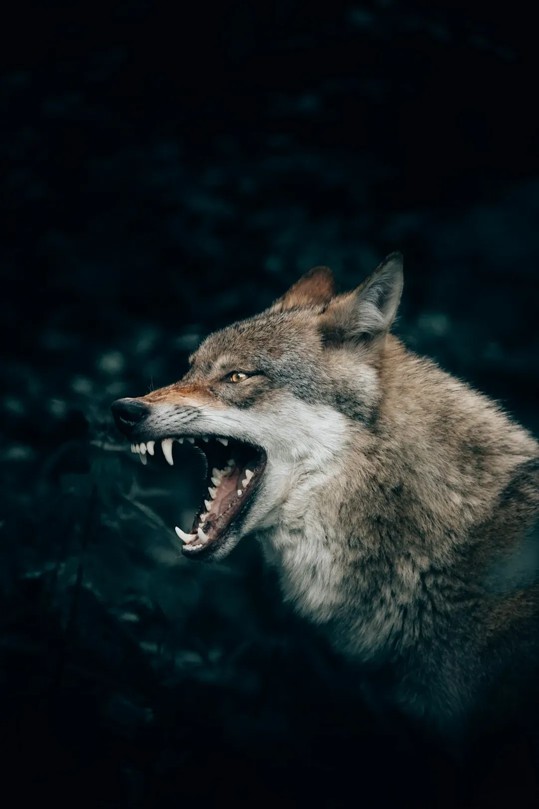 Wolf Extinction Created the Perfect Opening (Image Credits: Unsplash)
