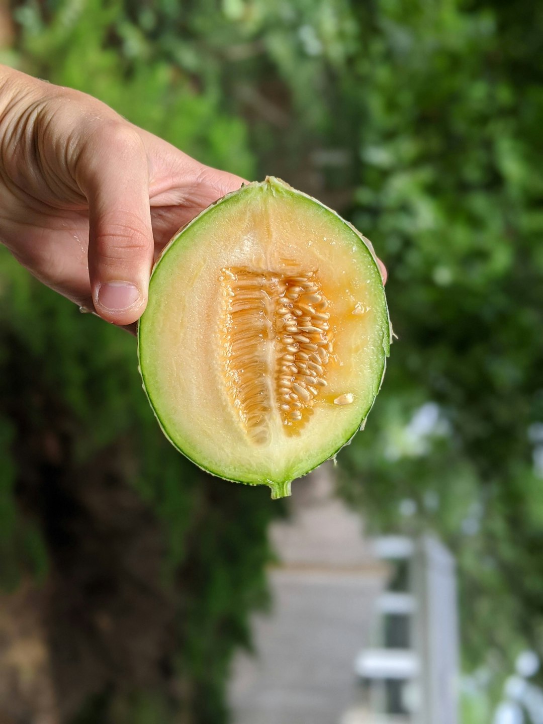 7) Whole Melons (Watermelon, Cantaloupe, Honeydew) (image credits: unsplash)