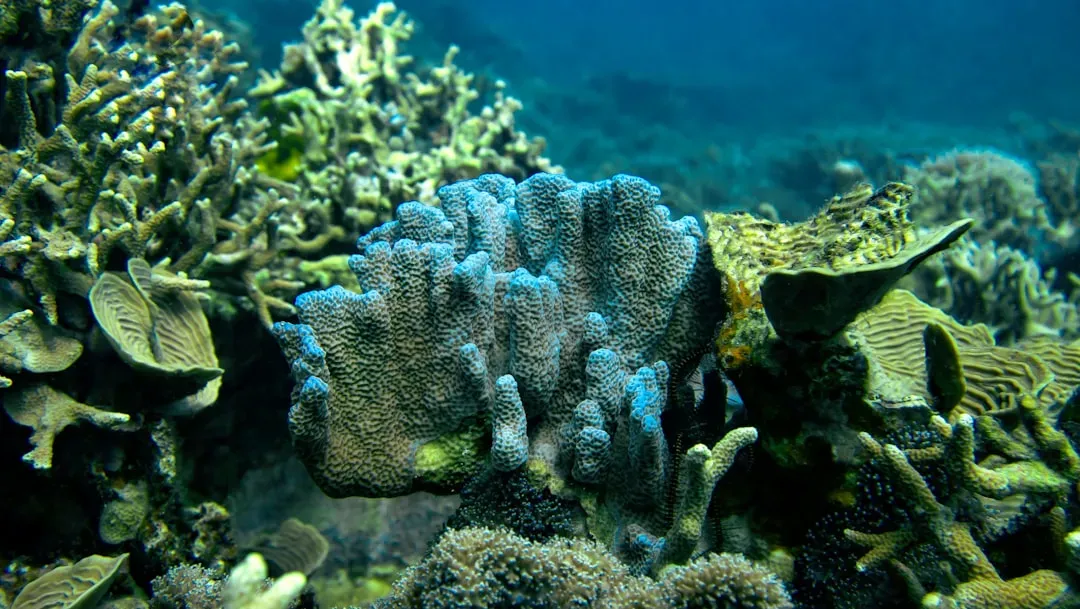 Coral Reefs and Seagrass: Ecosystems Under Pressure (Image Credits: Unsplash)