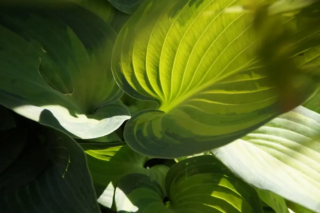 4. Hostas: Shade-Garden Stars That Wilt Fast in the Heat (Image Credits: Unsplash)