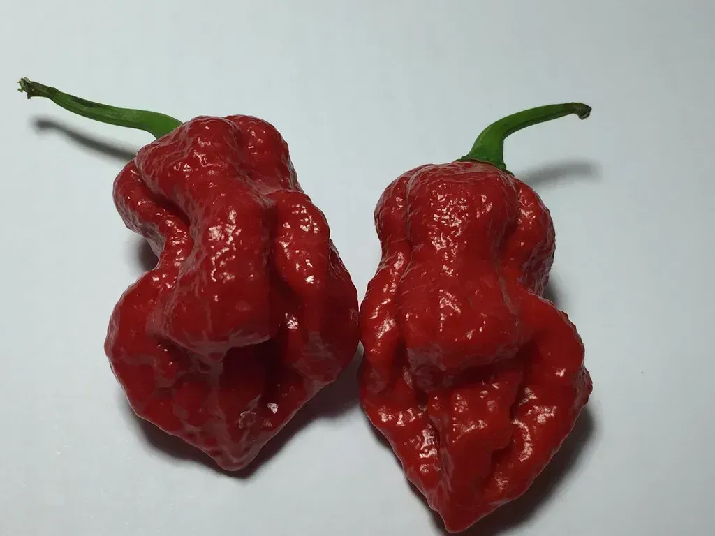 Ghost Peppers (Image Credits: Flickr)