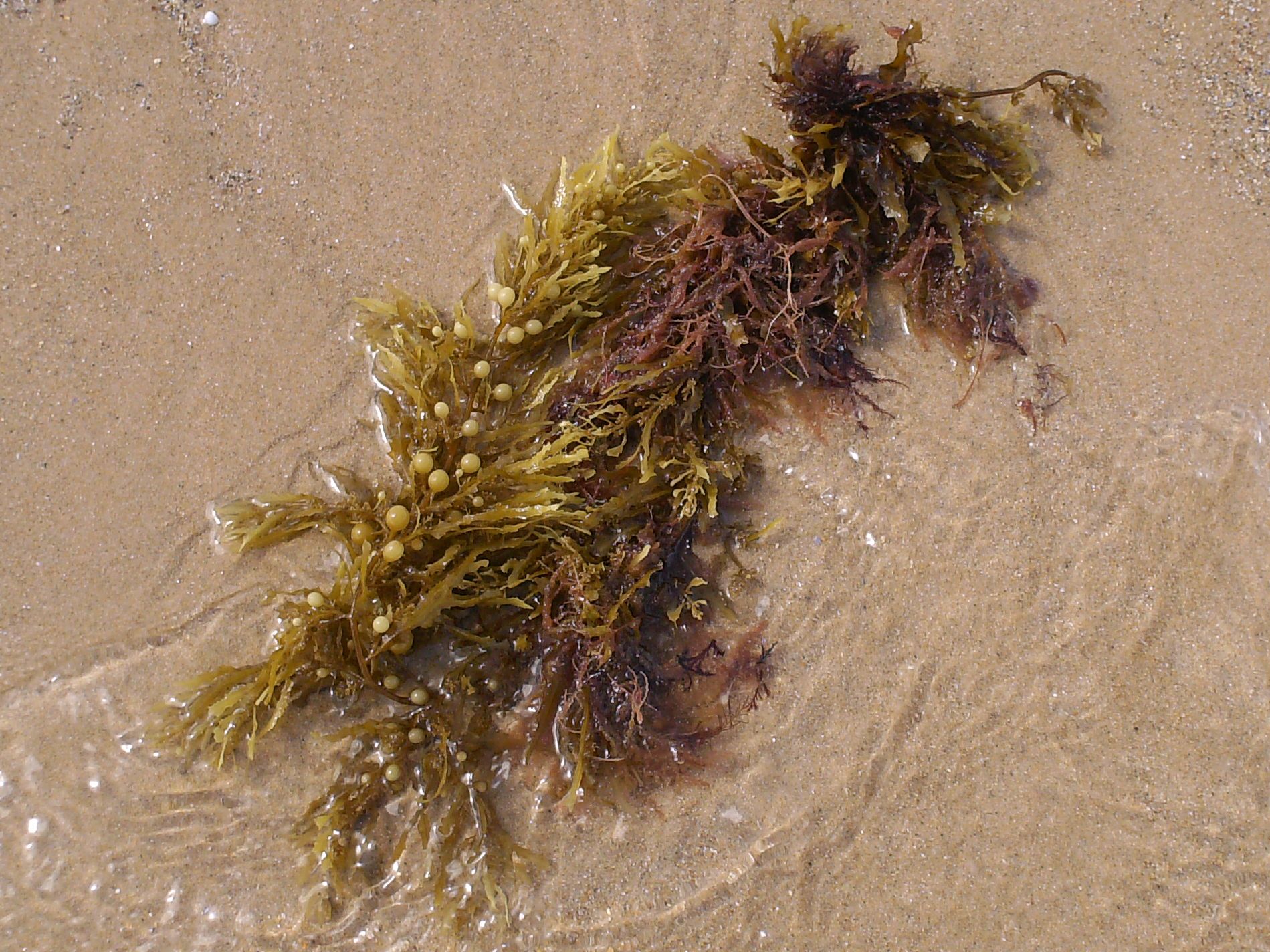 The Sargassum Nightmare That Never Ends (Image Credits: Wikimedia)