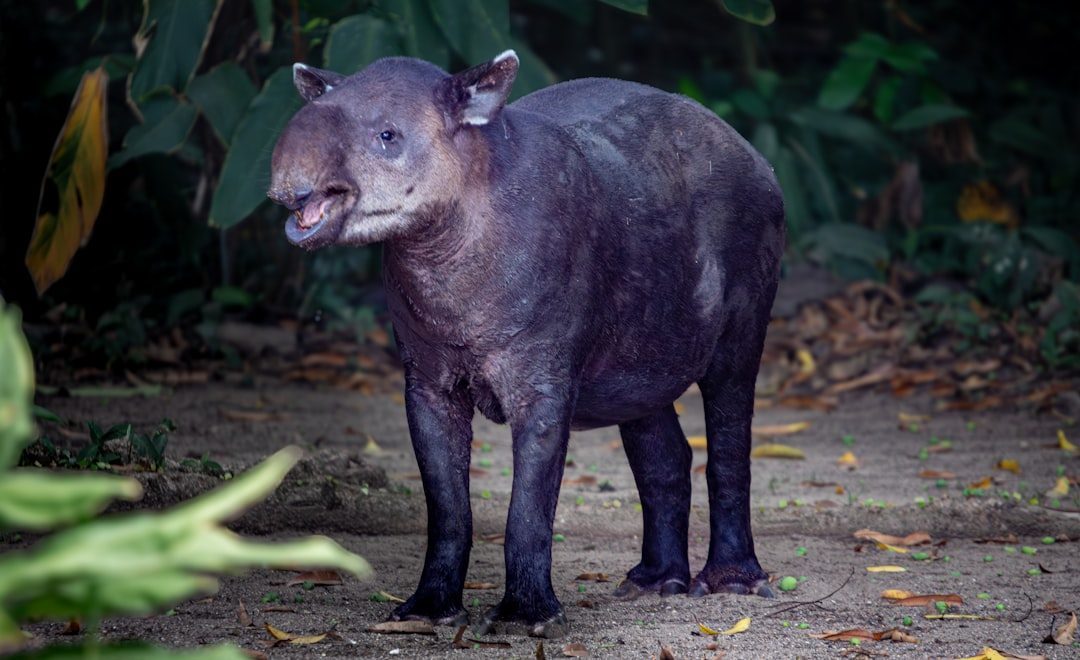 Tapirs Disappear When They Detect Movement (Image Credits: Unsplash)