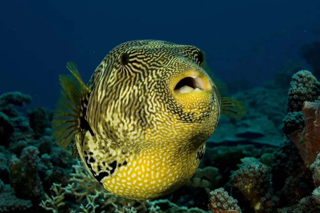 Fugu (Pufferfish): The Ultimate Culinary Gamble (Image Credits: Rawpixel)