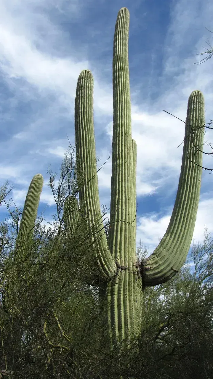 Tucson, Arizona (Image Credits: Pixabay)