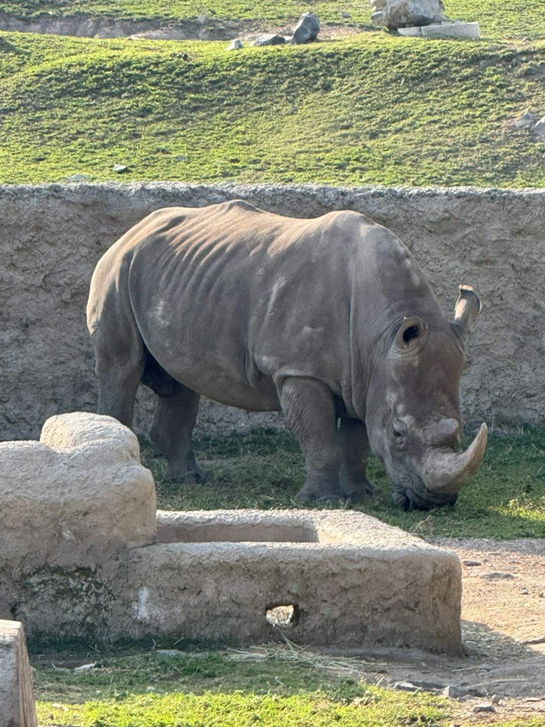 Javan Rhinos Hide In Ujung Kulon's Forests (Image Credits: Unsplash)