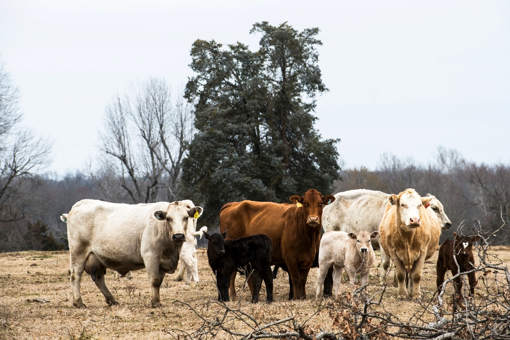 The United States Reigns Supreme in Global Beef Production (image credits: rawpixel)