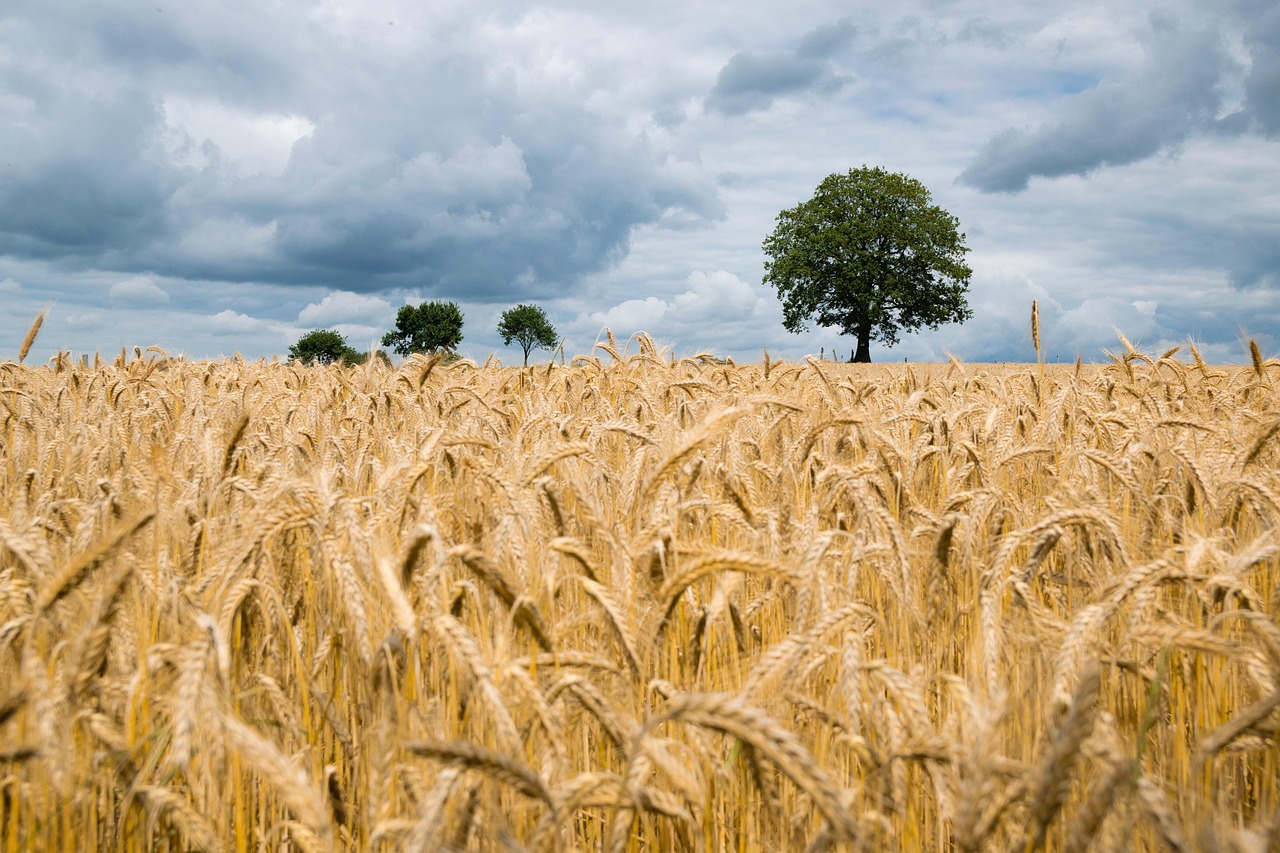 Philippines Growing Wheat Market Presence (Image Credits: Pixabay)