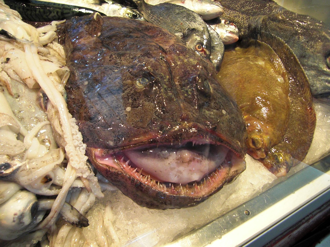 Monkfish: The Poor Man's Lobster That Actually Tastes Better (Image Credits: Pixabay)