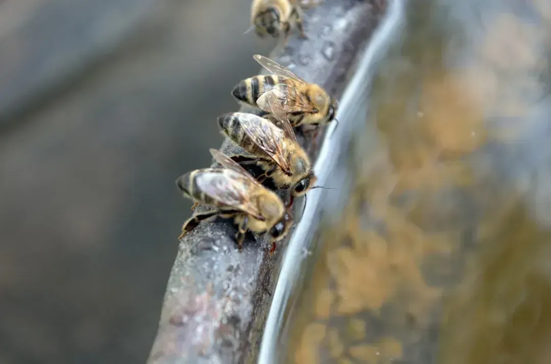 Pest Infestations Beyond Visual Evidence (Image Credits: Unsplash)