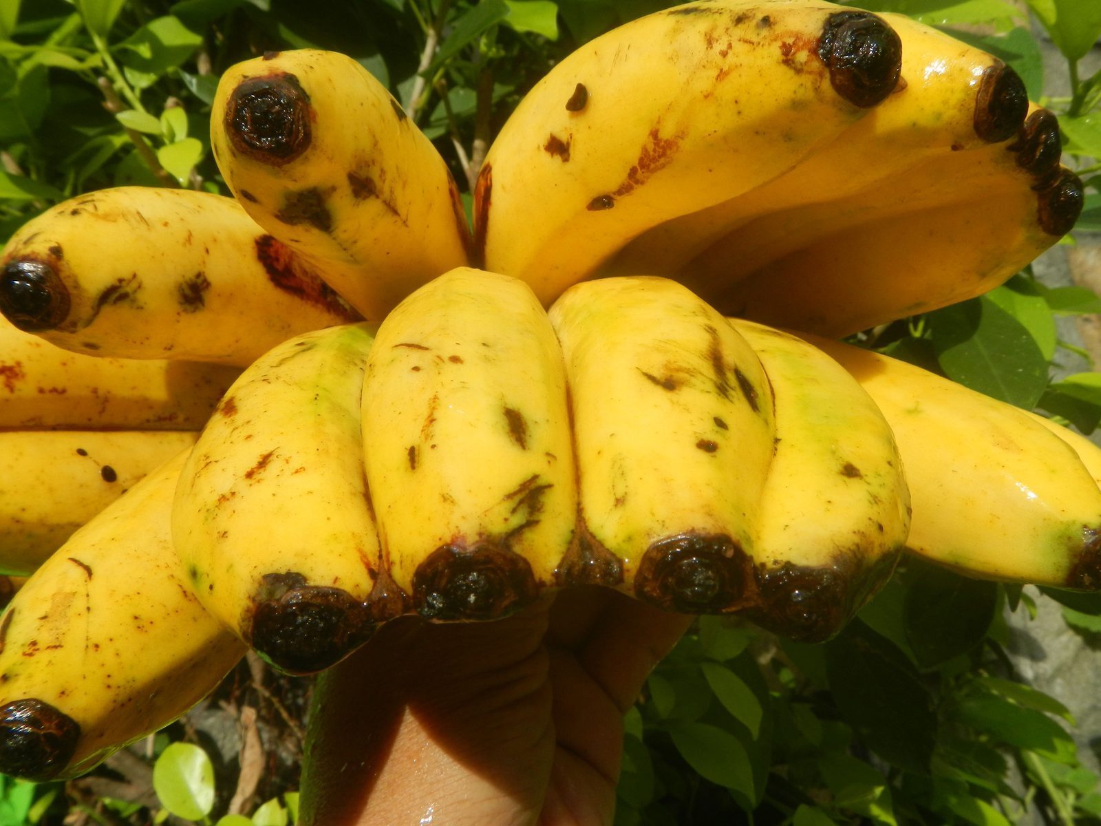Philippines Dominates Global Banana Exports (Image Credits: Wikimedia)