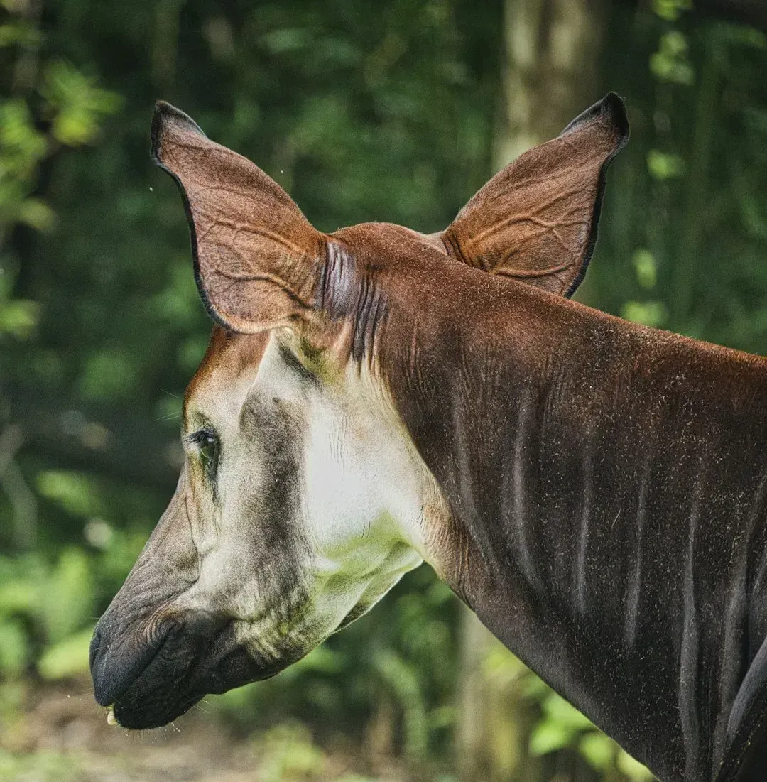 The Okapi (Image Credits: Unsplash)