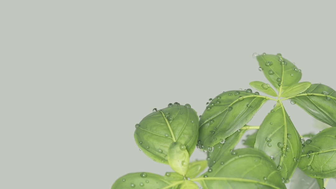 11) Basil (image credits: unsplash)