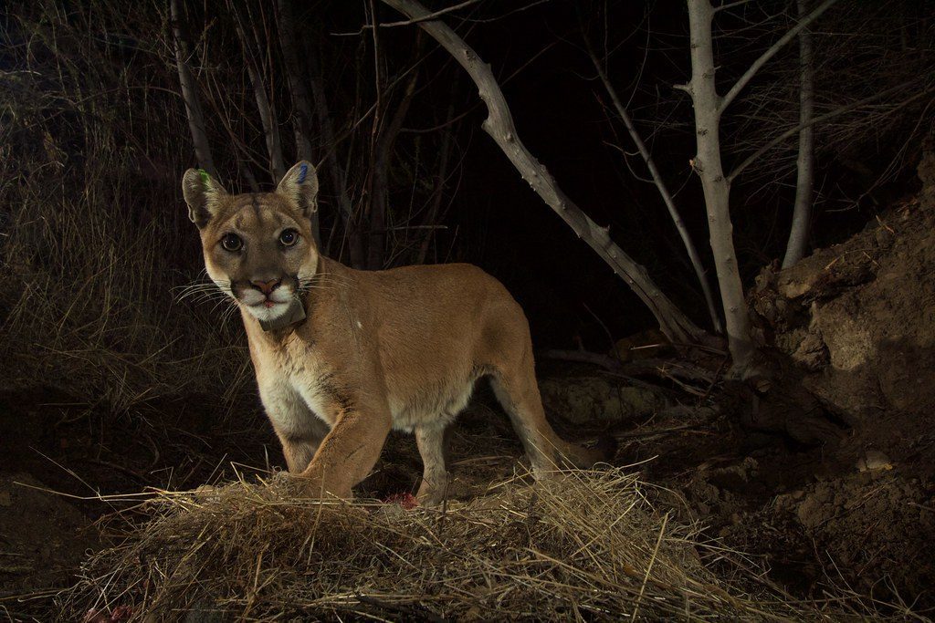 Research Shows Animals Can Hear and See Camera Traps (Image Credits: Flickr)
