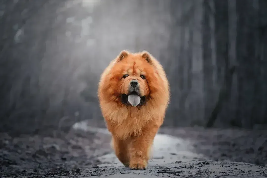 Chow Chows (Image Credits: Unsplash)