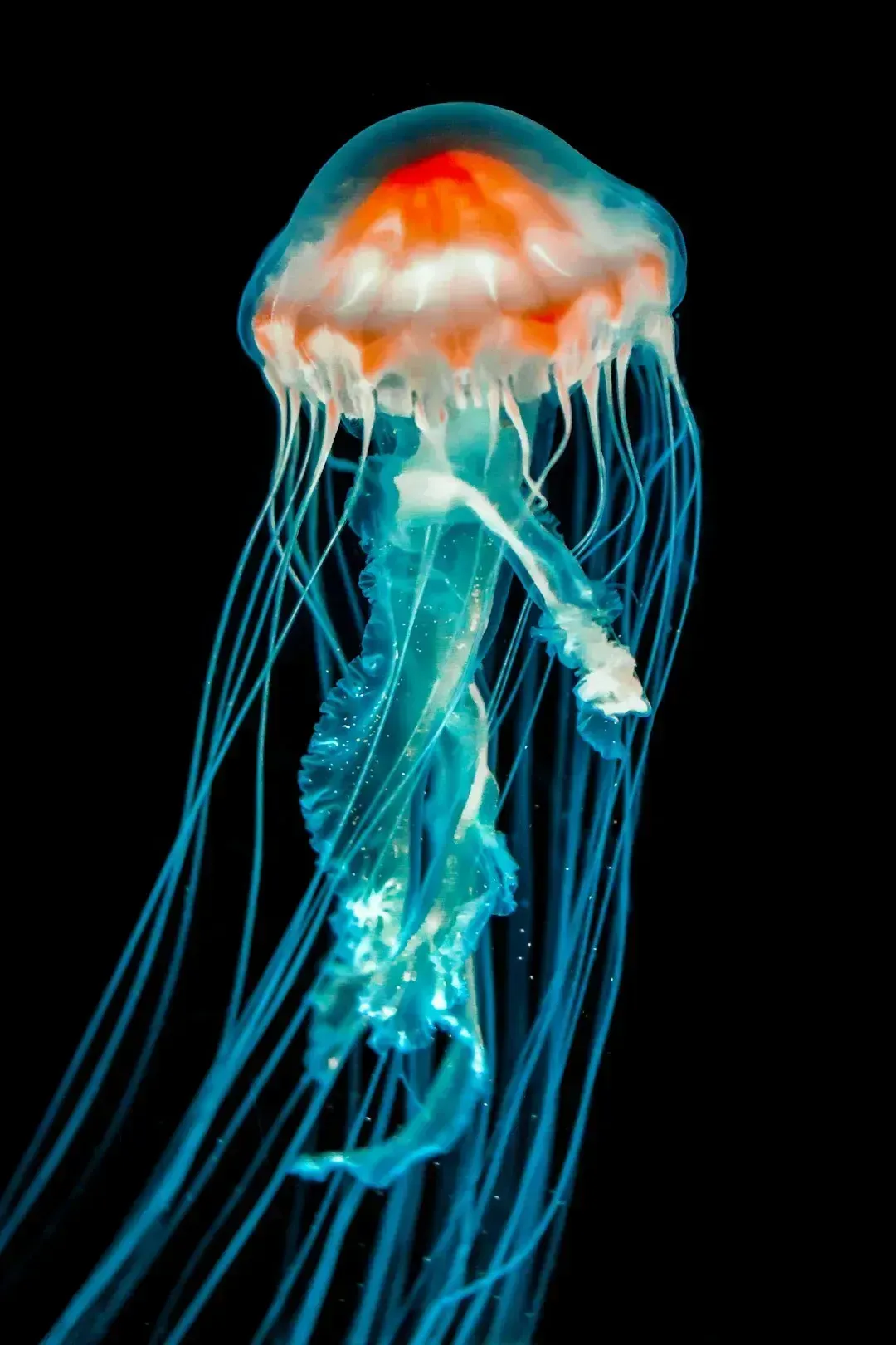 There Is A Jellyfish That Can Age In Reverse Instead Of Dying Of Old Age (Image Credits: Unsplash)