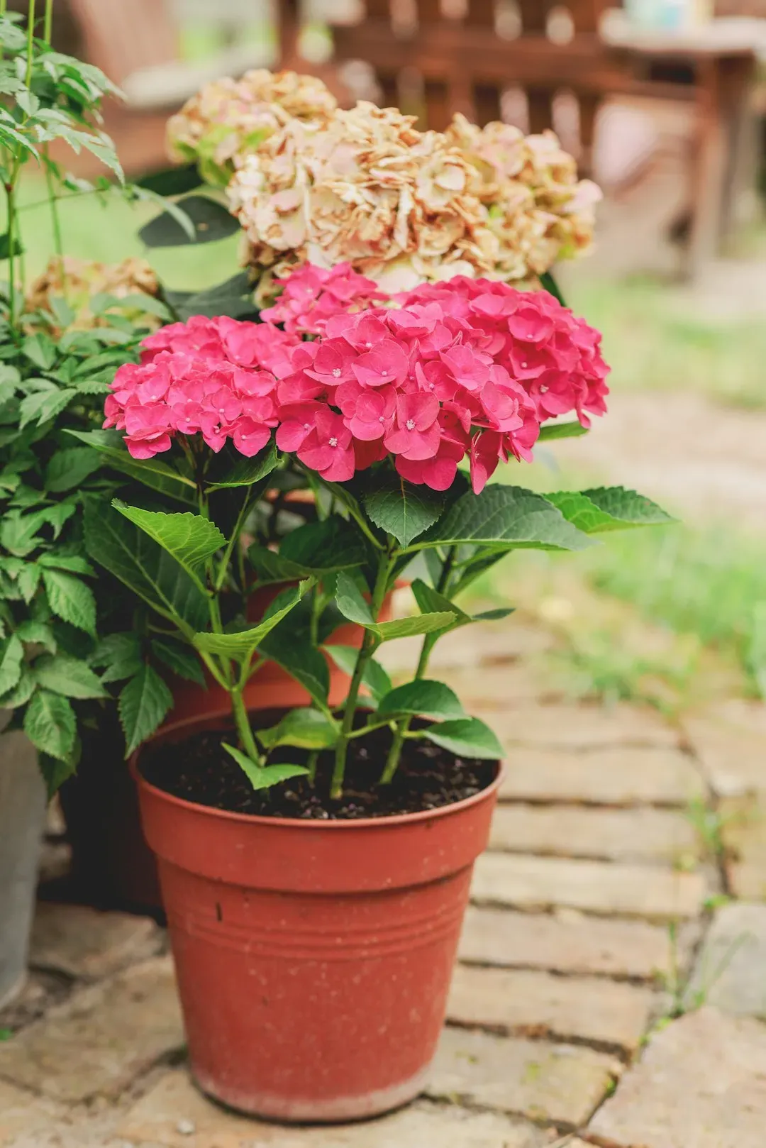1. Hydrangeas: Beautiful, Thirsty, and Surprisingly Fragile (Image Credits: Unsplash)